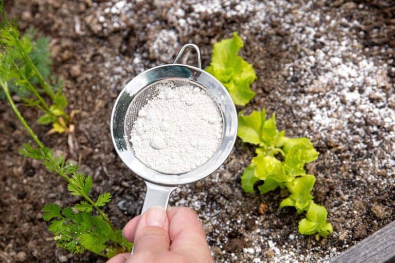 Gardener white sprinkle Diatomaceous earth( Kieselgur) powder for non-toxic organic insect repellent on salad in vegetable garden, dehydrating insects. - Will Diatomaceous Earth Kill Scale Insects?