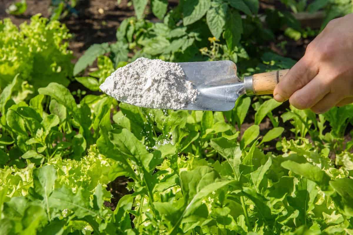 Gardener white sprinkle Diatomaceous earth( Kieselgur) powder for non-toxic organic insect repellent on salad in vegetable garden, dehydrating insects.