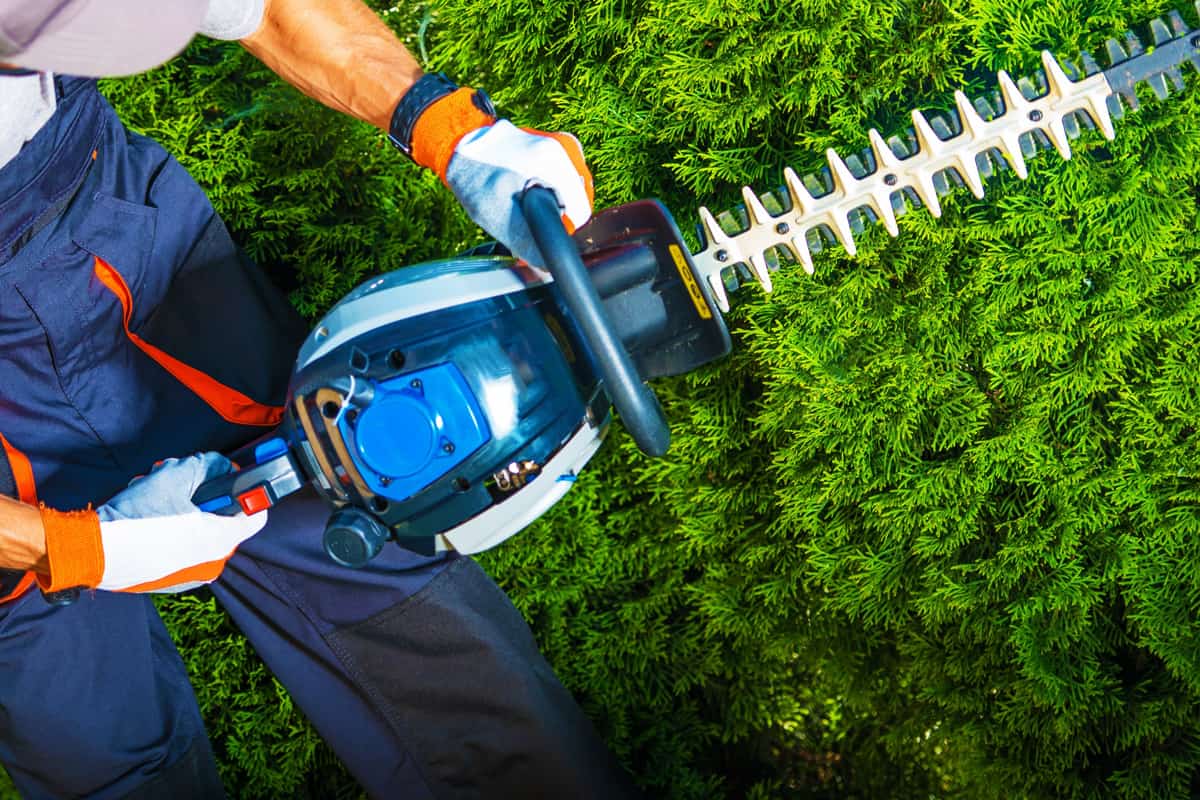 Gardener with His Gasoline Hedge Trimmer in Action.