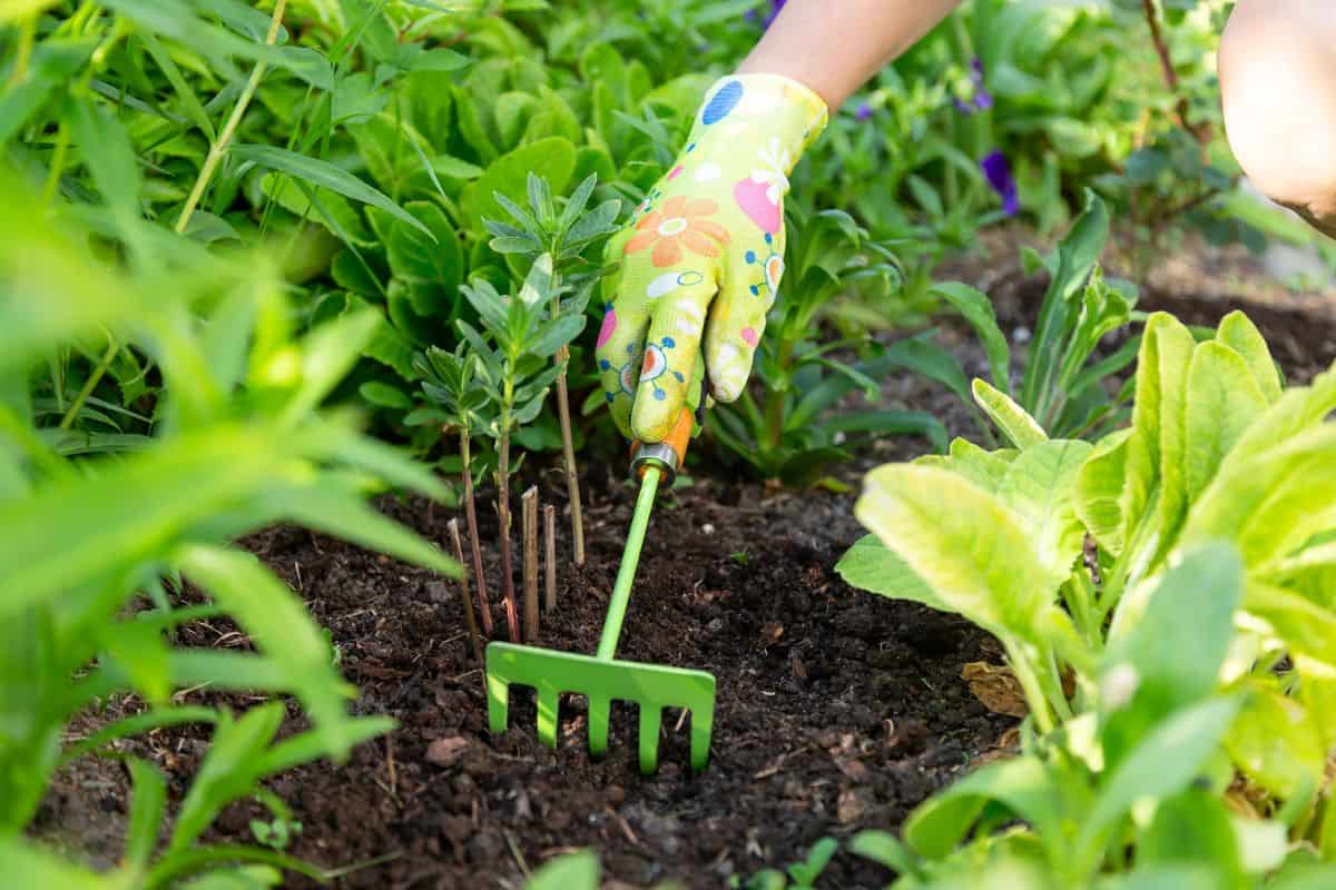 Gardener's hands in textile gloves working with a small green handle rakes loosening the soil on a flower bed