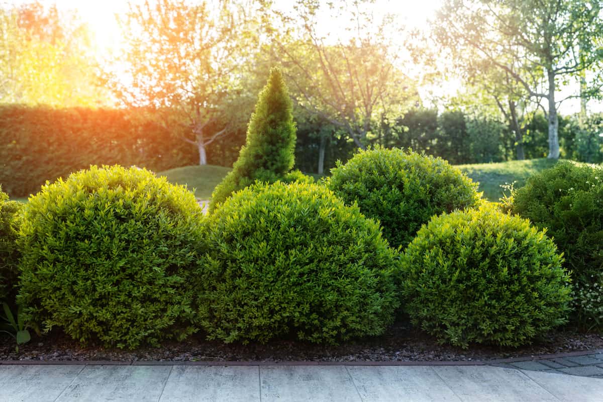 Generic green fresh round spheric boxwood bushes wall with warm summer sunset light ,evergreen bush