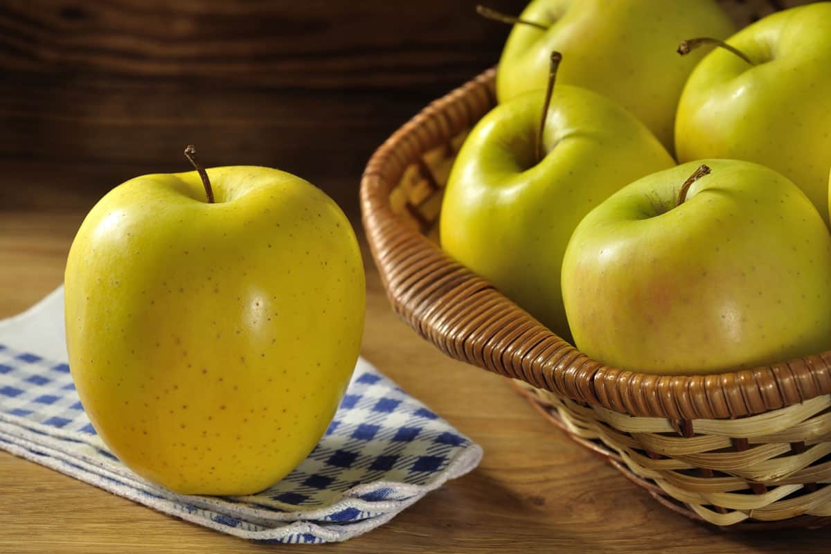 Golden delicious apple in the wooden table and in the basket, typical of Trentino Alto Adige