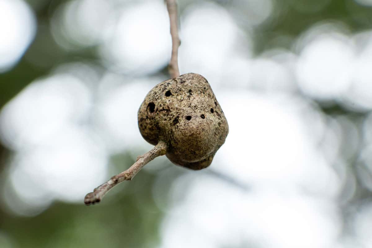 Gouty twig gall on a southern live oak tree
