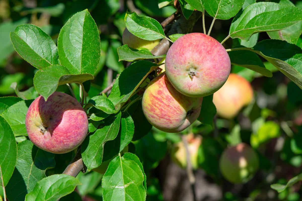 Gravenstein Apples ripening on the branch