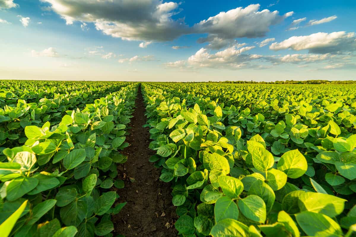 Green ripening soybean field, agricultural landscape 