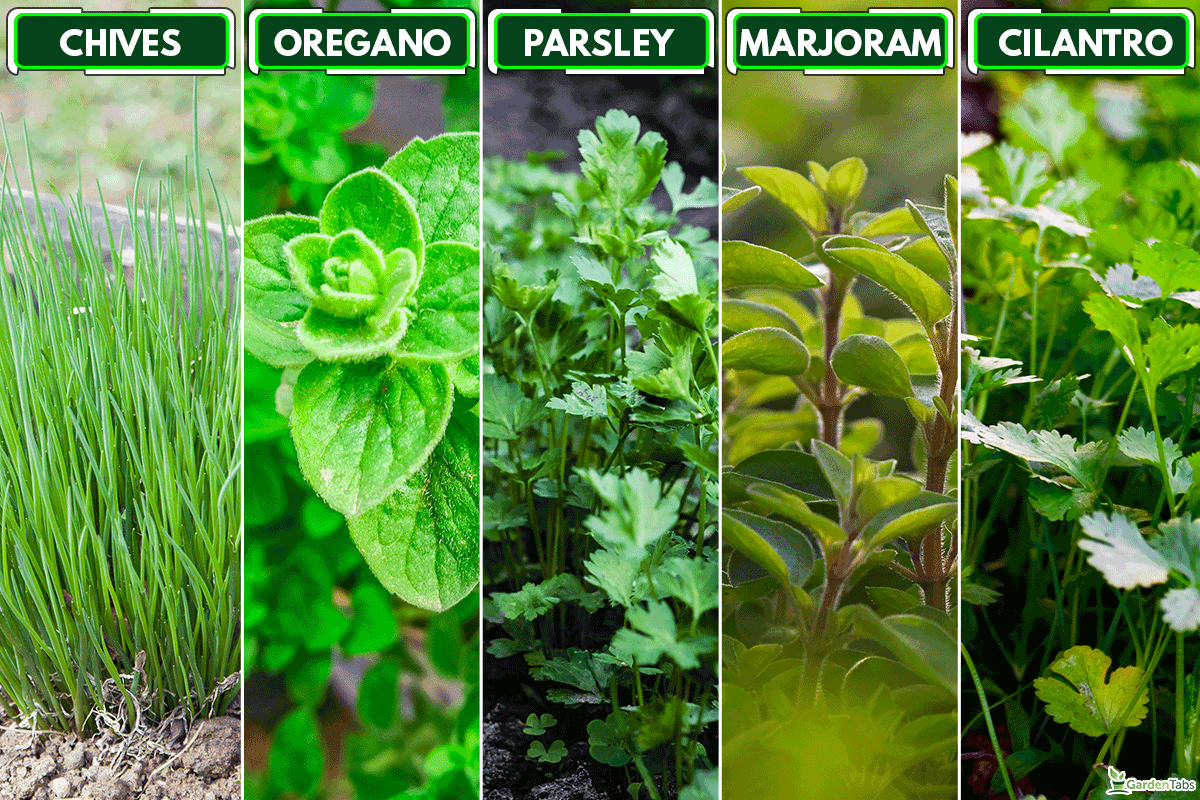 HERBS THAT CAN GROW IN A COLD FRAME, Do You Water Plants In A Cold Frame? [Yes! Here's What You Need To Know!]