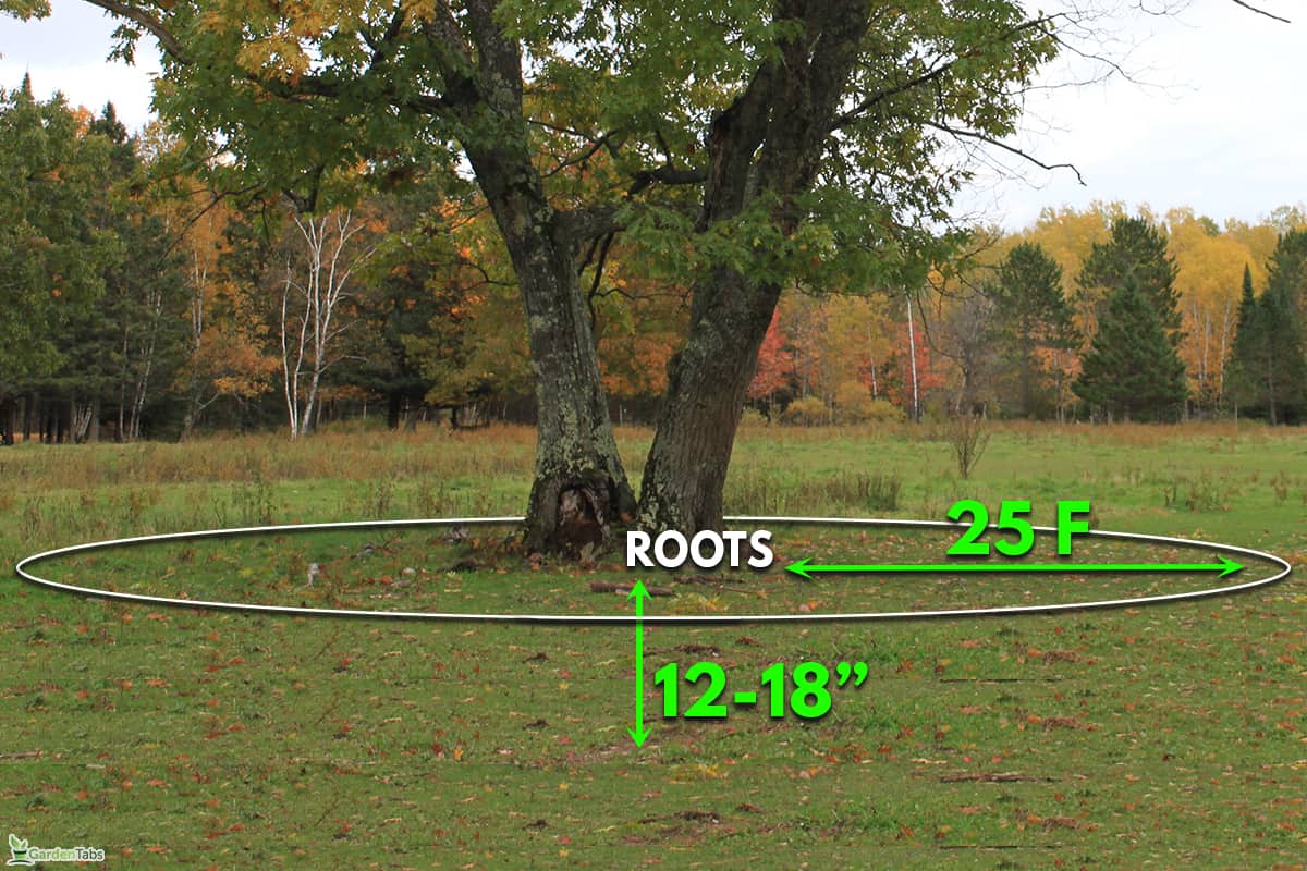 HOW DEEP ARE SILVER MAPLE ROOTS
