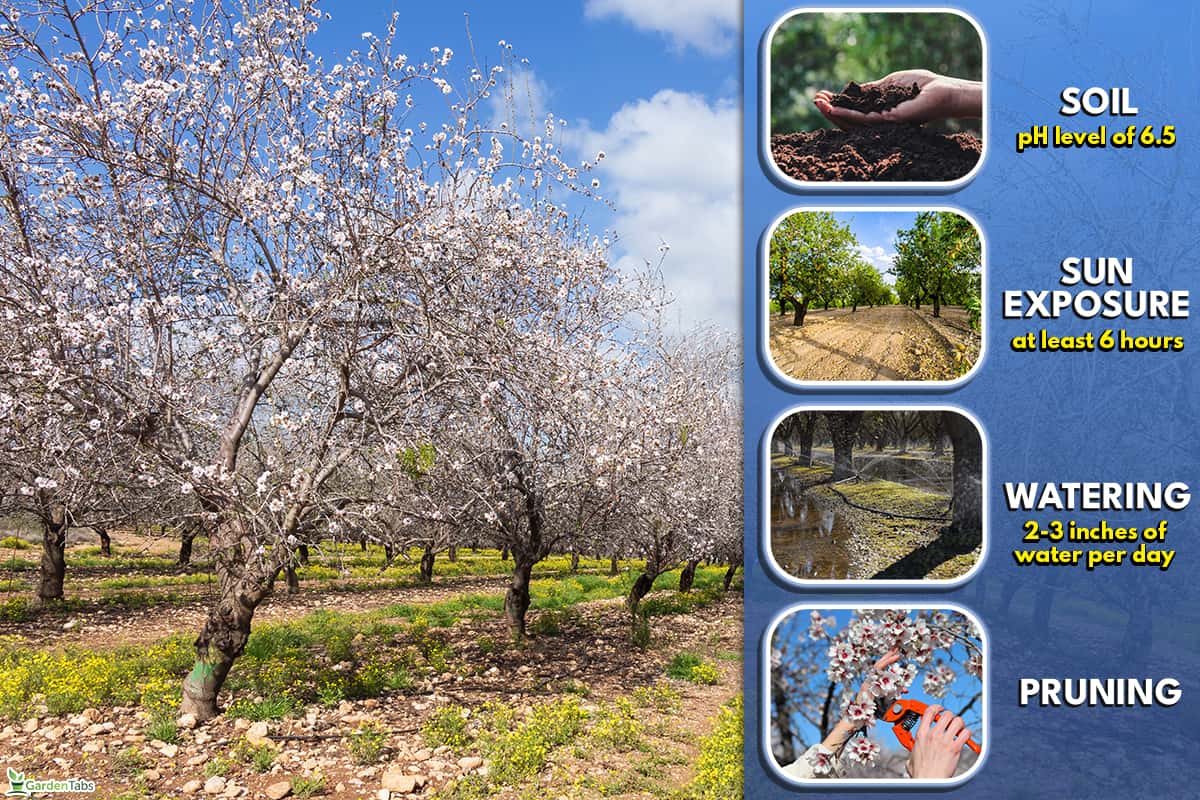 HOW TO TAKE CARE OF YOUR ALMOND TREE