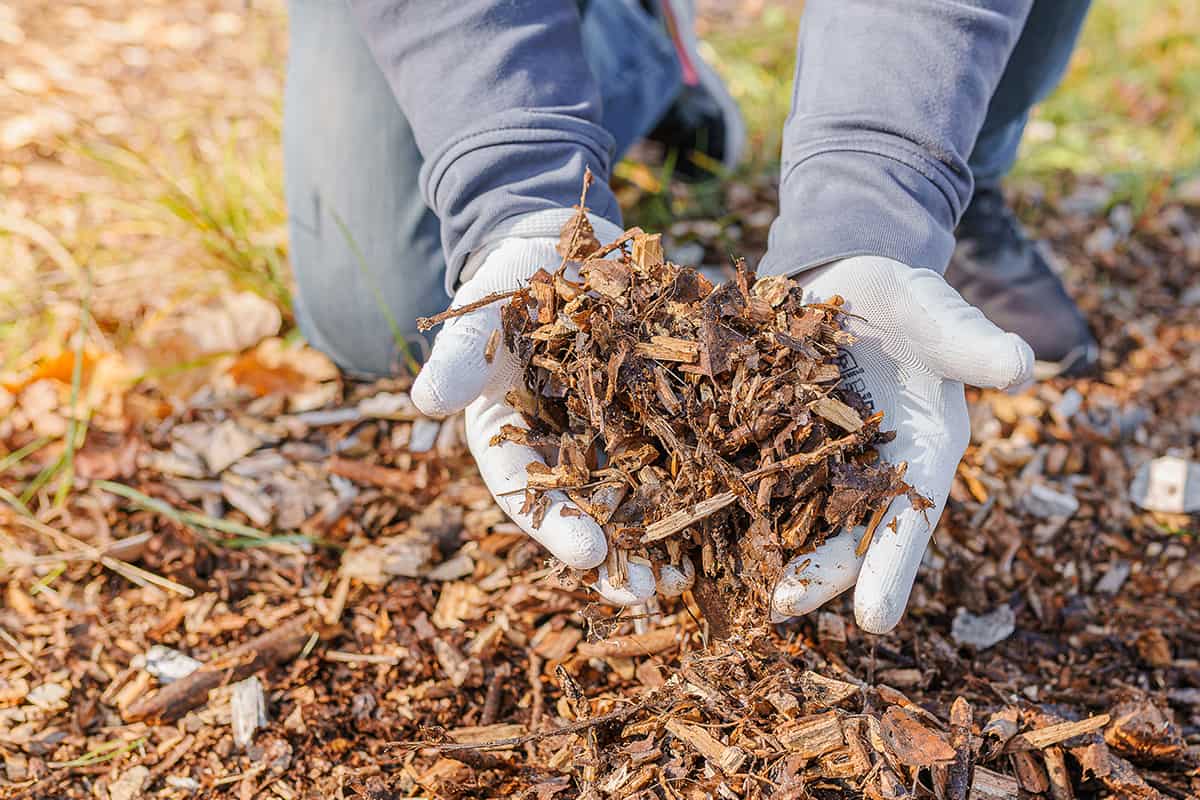 Hands in gardening gloves of person hold ground wood chips for mulching the beds