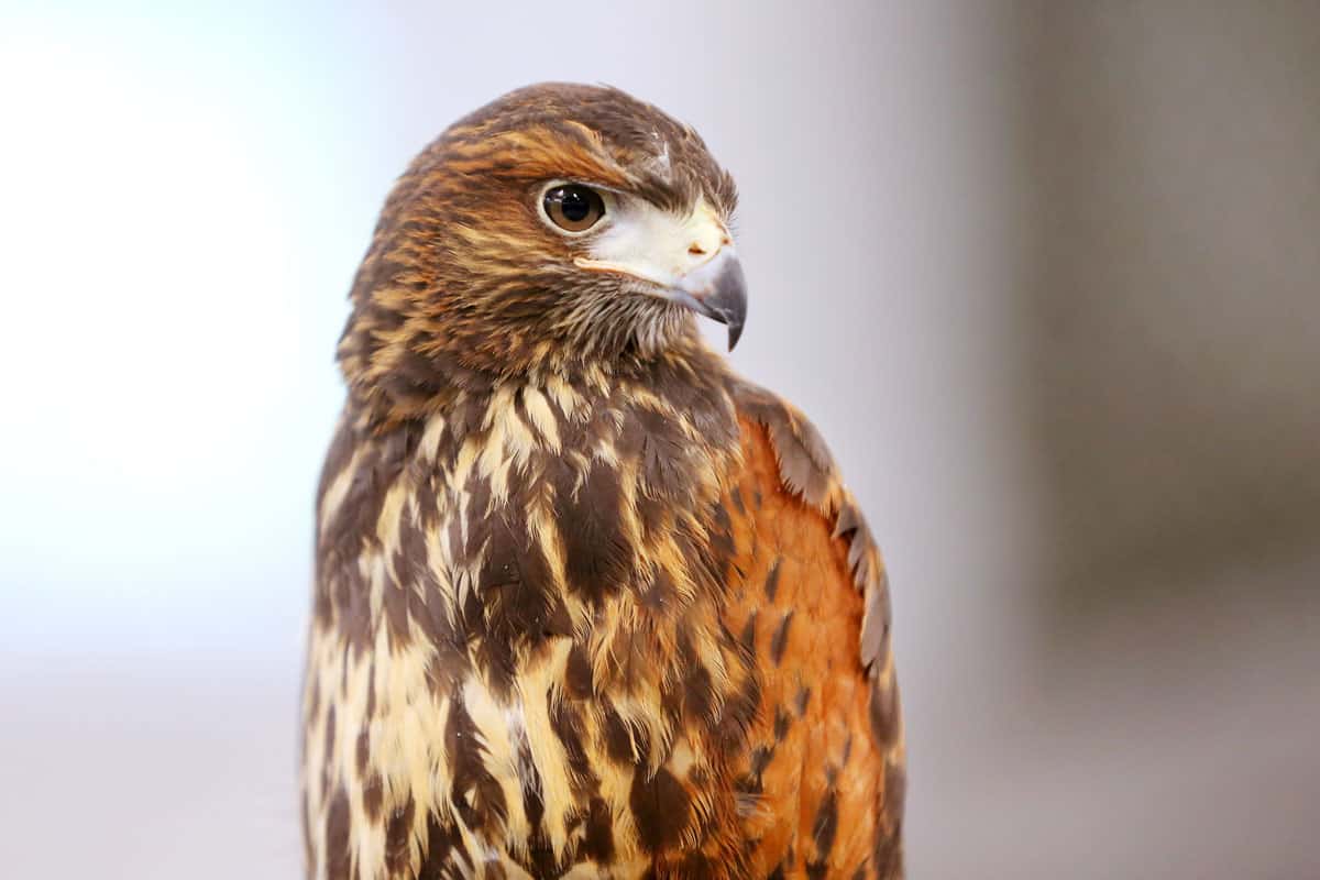 Harris hawk (Parabuteo unicinctus) bird of prey on display