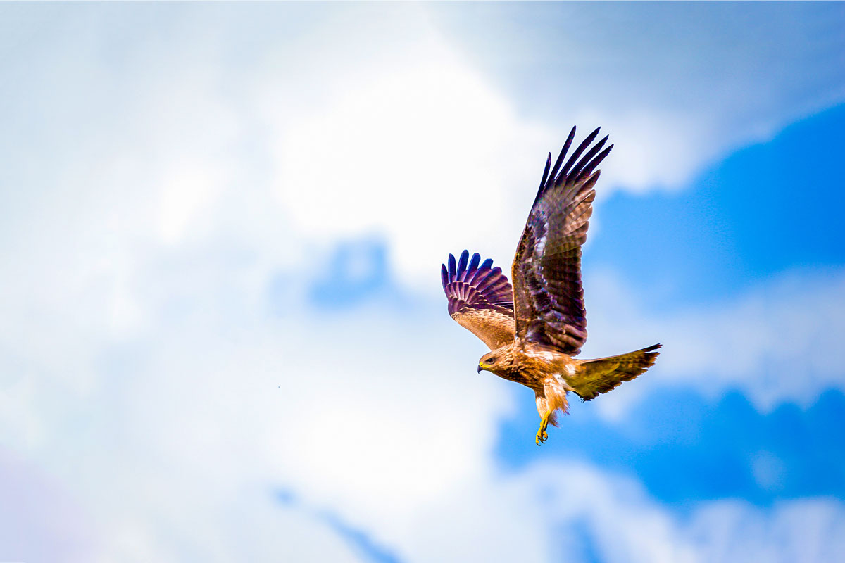 Hawk flying in the sky with wings wide open