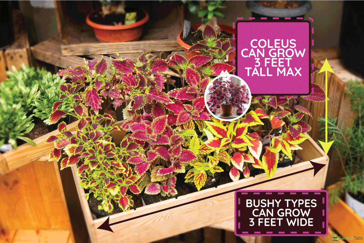 Houseplants Coleus scutellarioides Selling in the Market. How Big Does Coleus Get