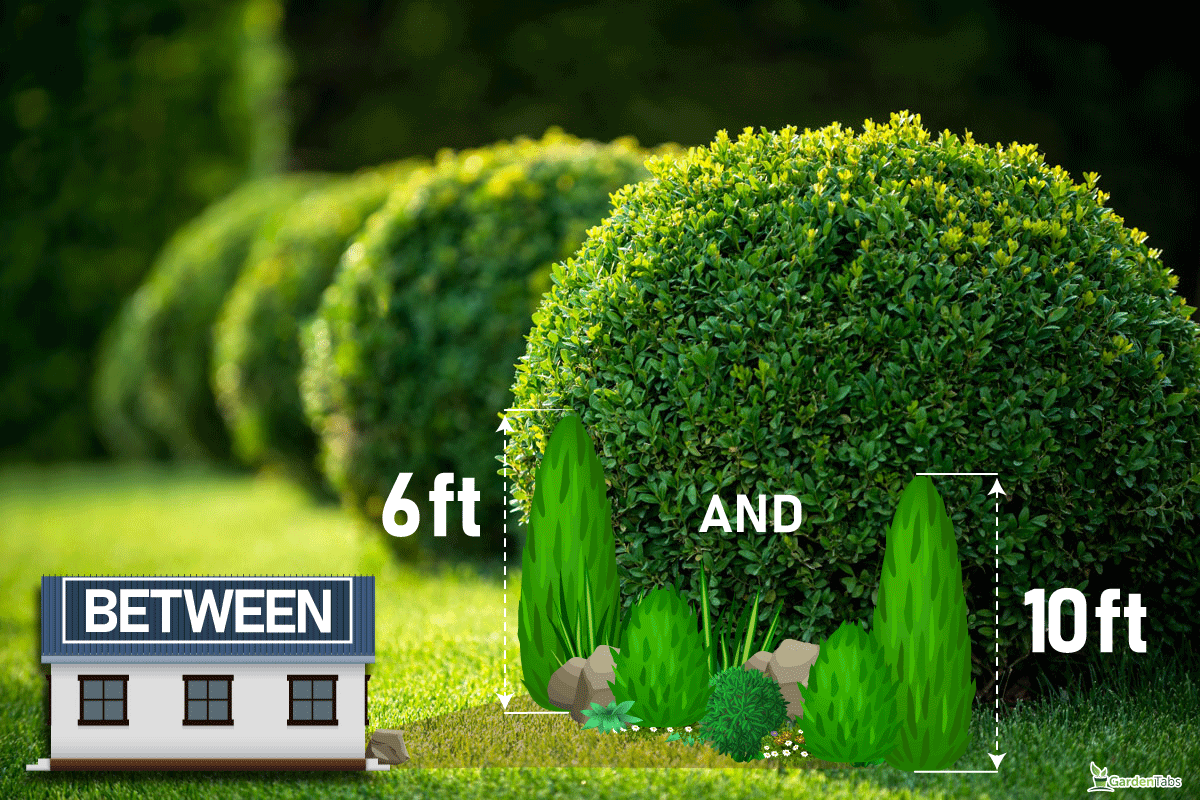 park with shrubs and green lawns, How Tall Should Shrubs Be In Front Of The House?