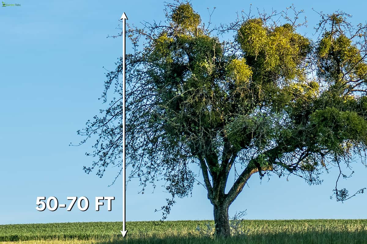 How big most mistletoe trees get, How Big Do Mistletoe Trees Grow?