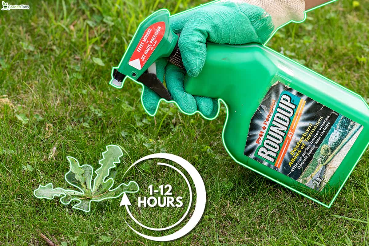 How long does it take for roundup to kill weeds