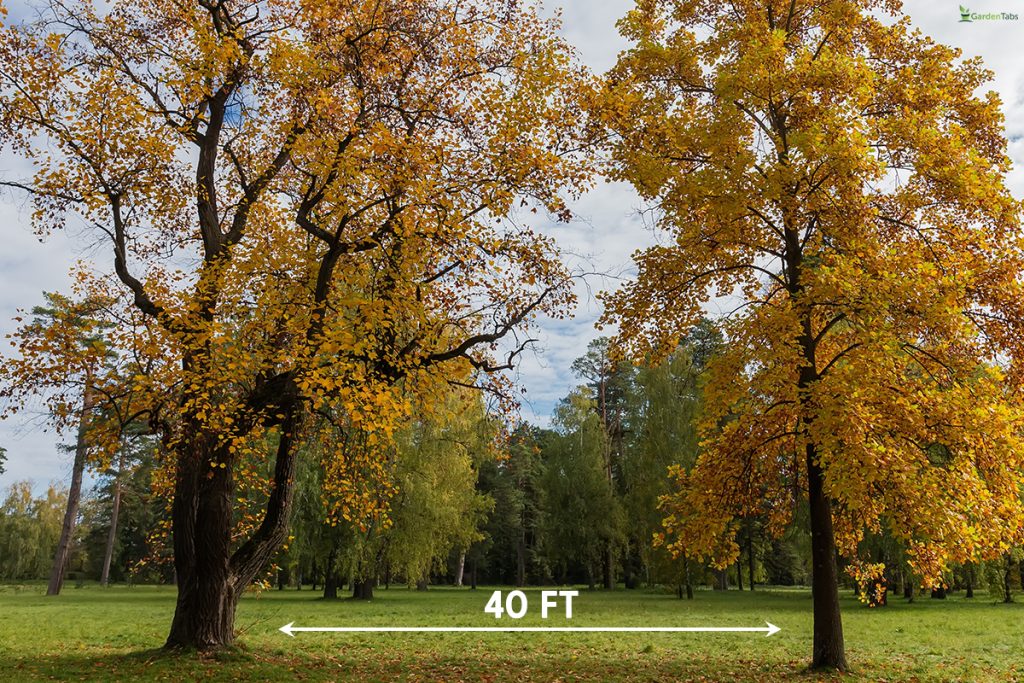 How much space should be between tulip trees, How Far Apart Should Tulip Trees Be Planted?