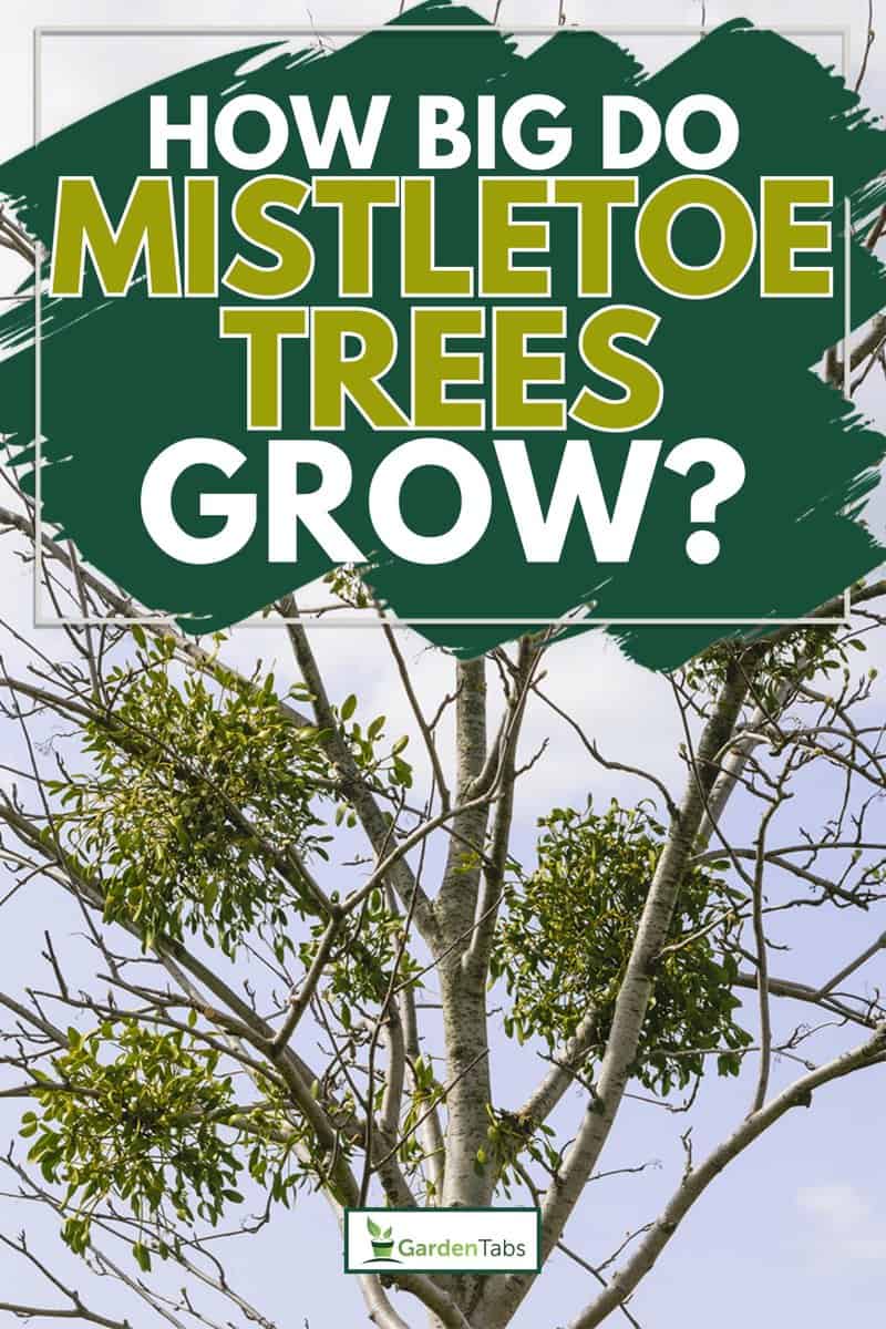 Image of a tree with mistletoe, How Big Do Mistletoe Trees Grow?