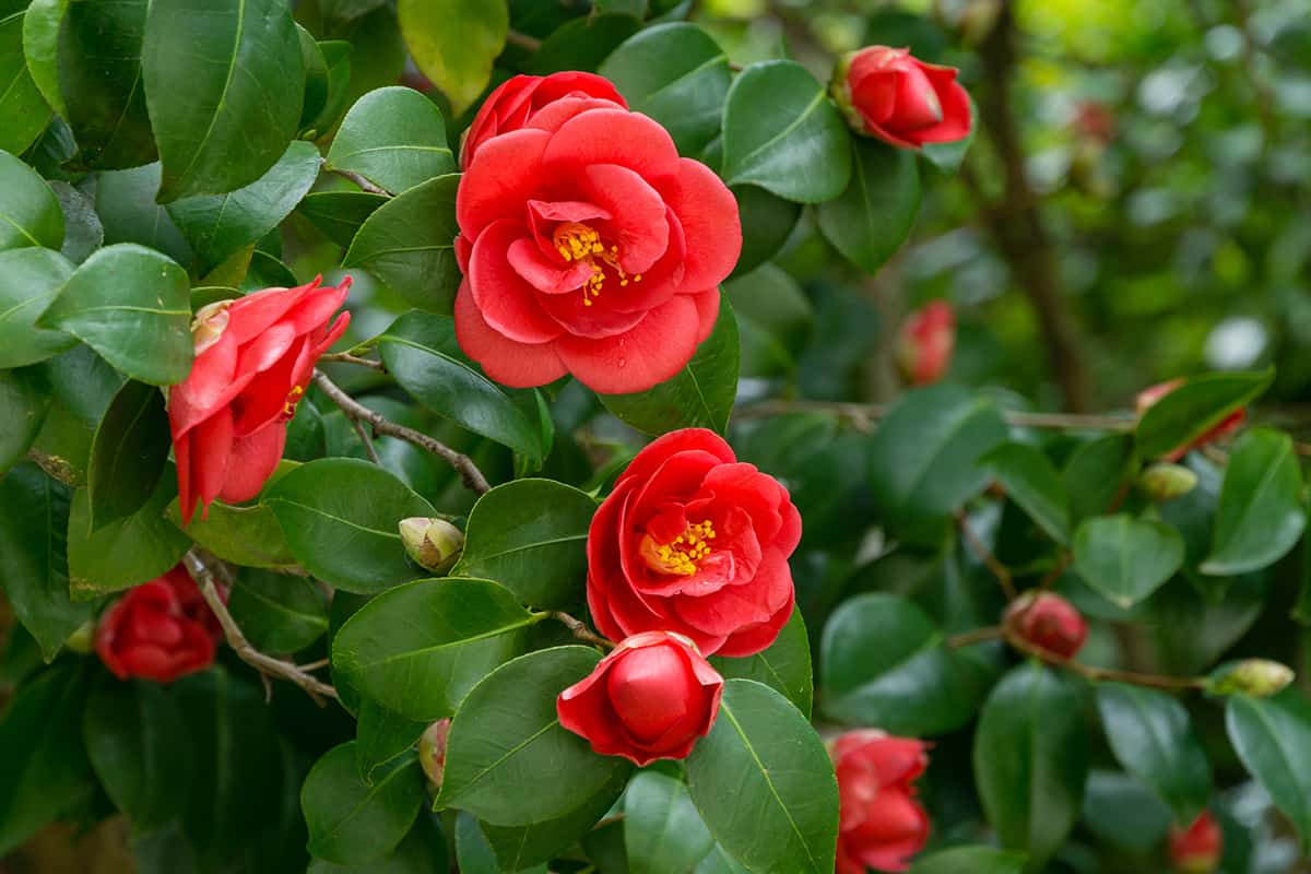 Japanese camellia in sunny spring day