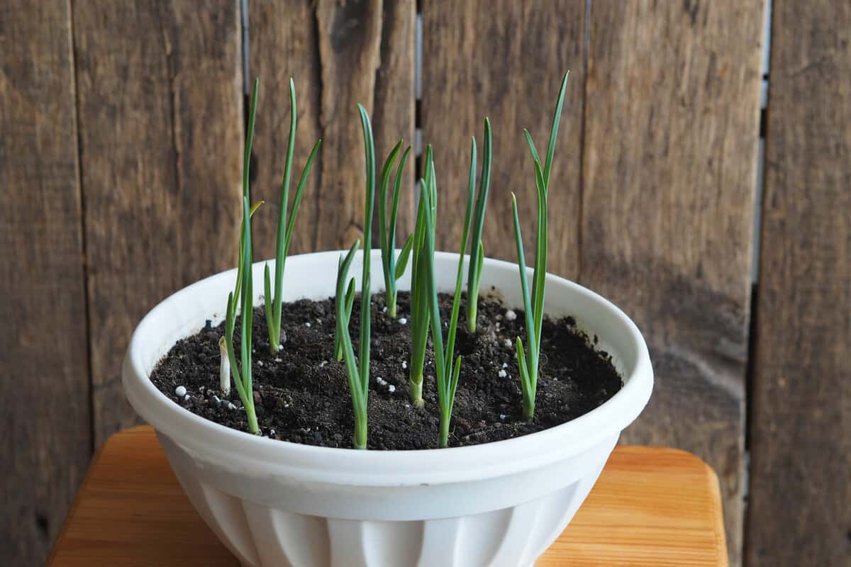 Kitchen garden on the window. Green garlic sprouts in a flower vase on a natural wooden rustic antique background.Space for text. Health benefits of garlic. Soil with organic fertilizers. 