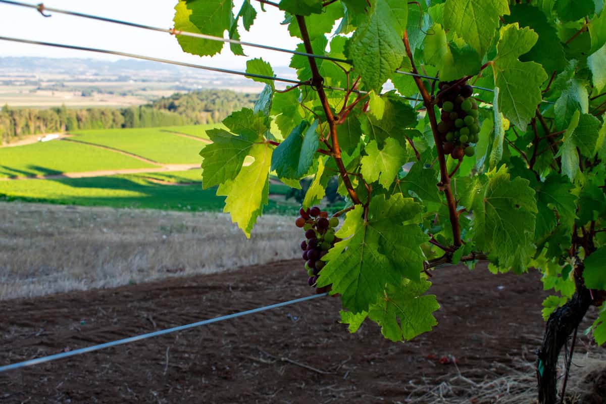 Looking through a growing grapevine with ripening clusters of grapes, through wires and to vineyard blocks in the sun in the valley below. 