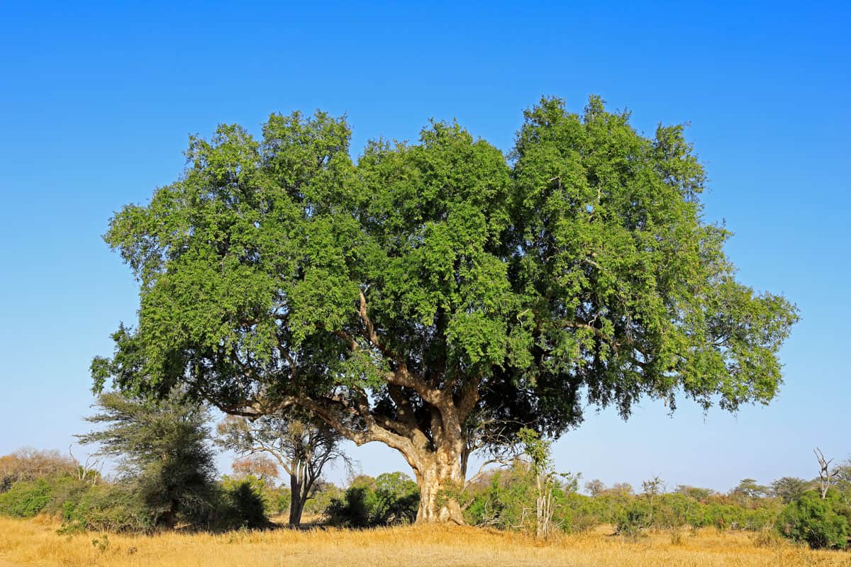 Large African sycamore fig tree in Kruger National Park