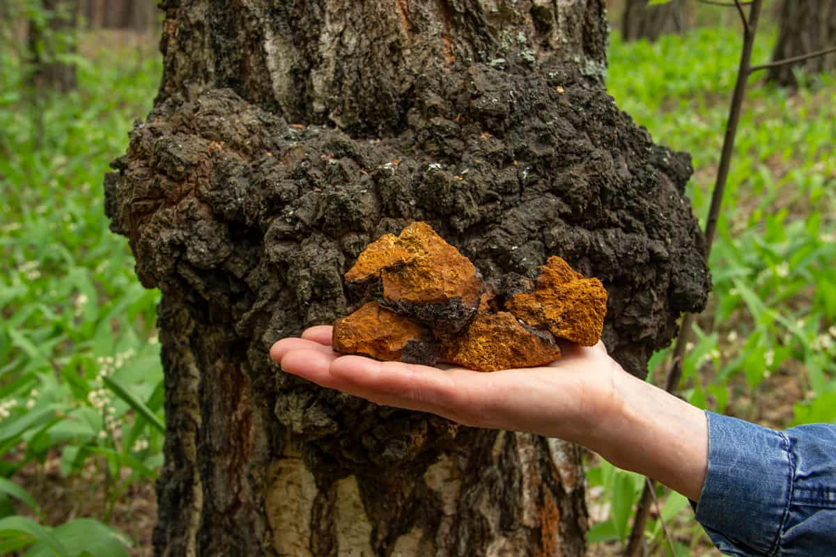 Large pieces of chopped chaga in the palm of your hand against the background of a large birch chaga on the tree.