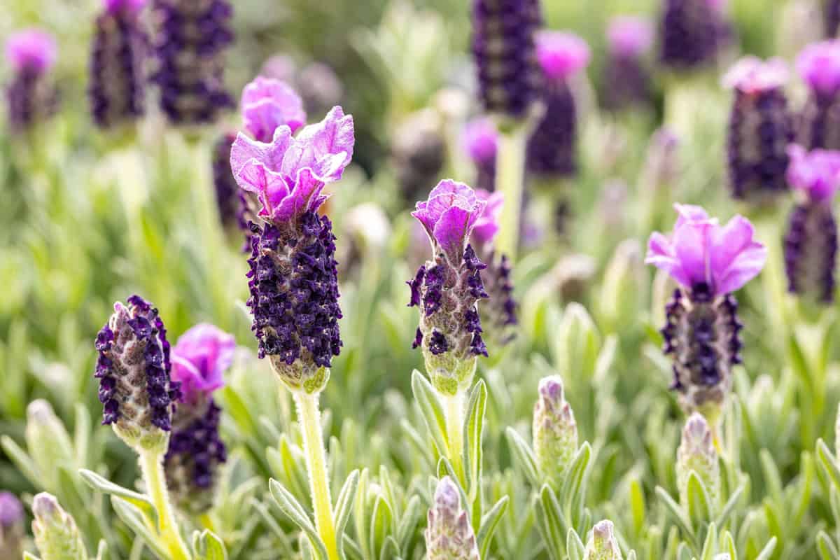 Lavandula stoechas flowers. This cultivar is the Lavandula stoechas Anouk. This plant is also called Spanish lavender, topped lavender or French lavender.