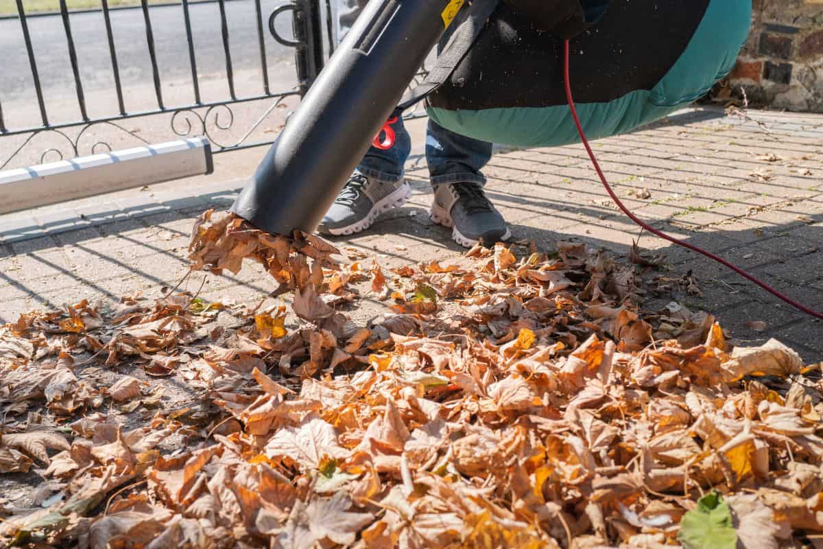 Leaves being vacuumed up a electric corded machine with a collection bag.
