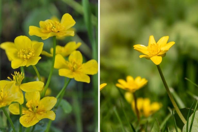 Lesser celandine, Ranunculus Ficaria, one of the first spring wildflower. Hello Spring. - Marsh Marigold vs. Lesser Celandine: What Are Their Differences?
