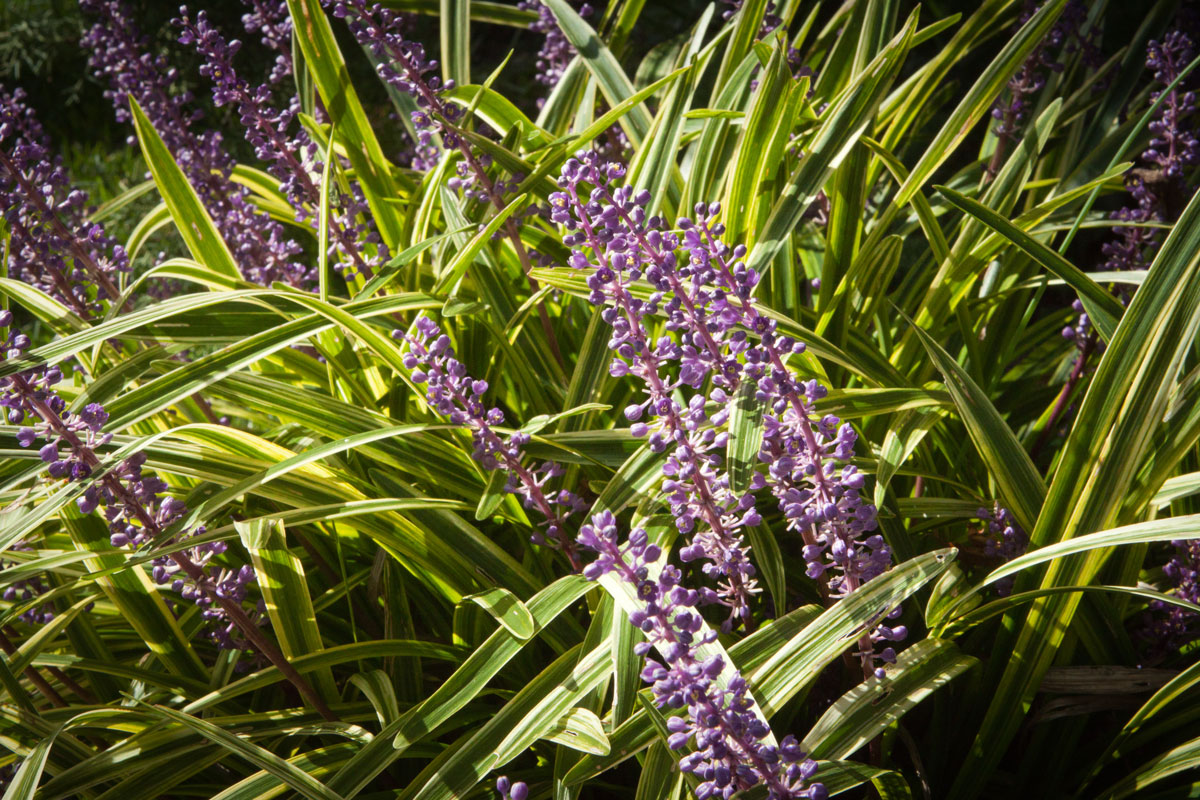 Lilac purple flowers of variegated liriope or lilyturf in the sunlight