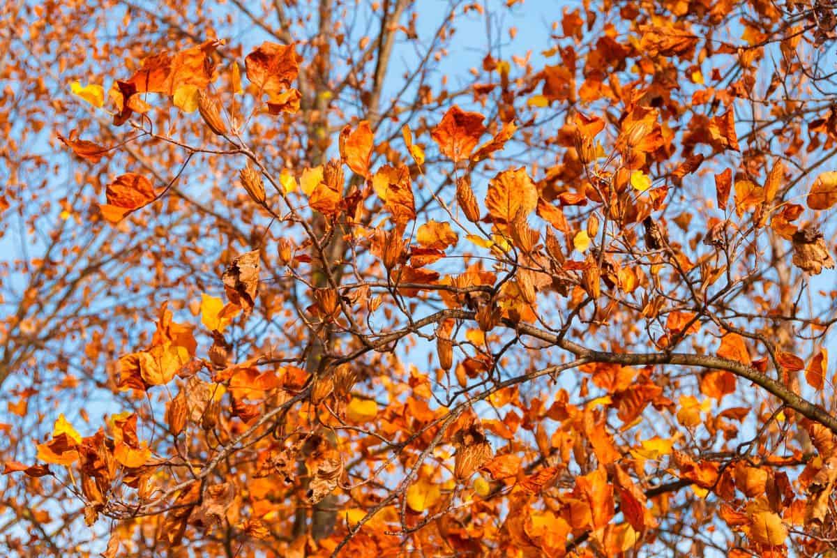 Liriodendron or tulip tree autumnal leaves and foliage background