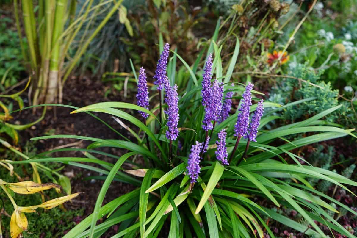 Liriope muscari 'Moneymaker' is an erect evergreen perennial that produces blue-purple flowers in panicles from August to October. 