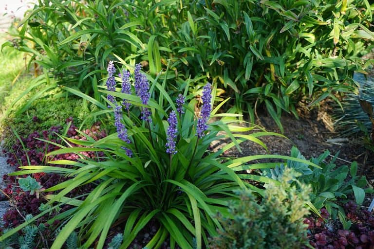 Liriope muscari blue-purple flowers growing up in the garden, Which Liriope Does Not Spread?