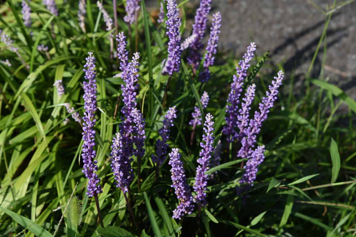 Liriope muscari flowers / Liriope muscari is a light purple flower that blooms in the shade of the garden from summer to autumn.