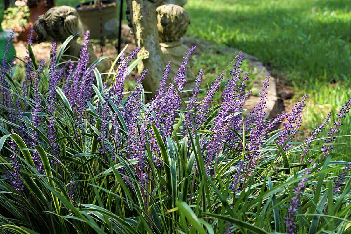 Liriope muscari or lily turf flower growing up in the garden