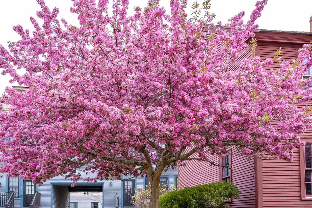 Luxurious Redbuds (apple tree, apple tree) tree with lush blooming flowers in the city