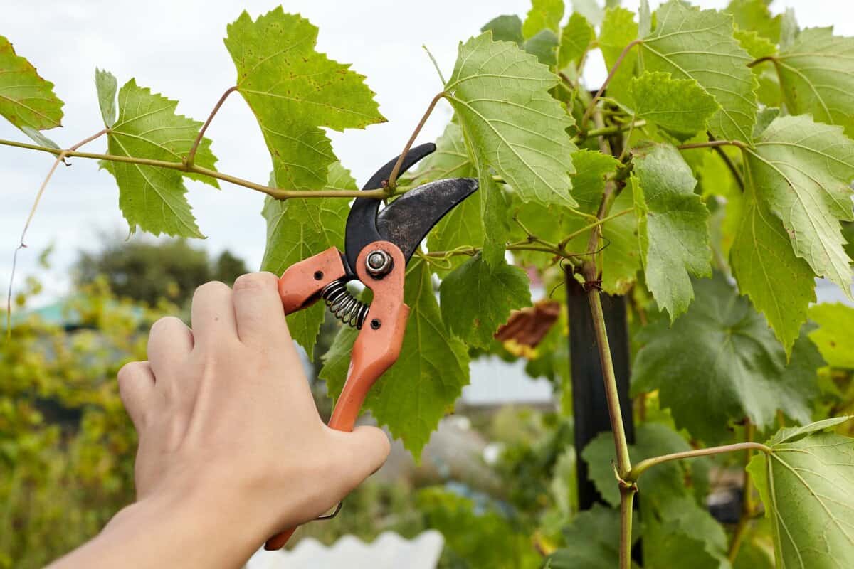 Man gardening in backyard. Worker's hands with secateurs cutting off wilted leafs on grapevine. Seasonal gardening, pruning plants with pruning shears in the garden.