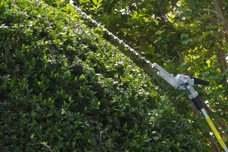 Man is using a gas-powered trimmer to cut branches on a yaupon holly tree, How To Trim Holly Bushes With Hedge Trimmer [Step By Step Guide]