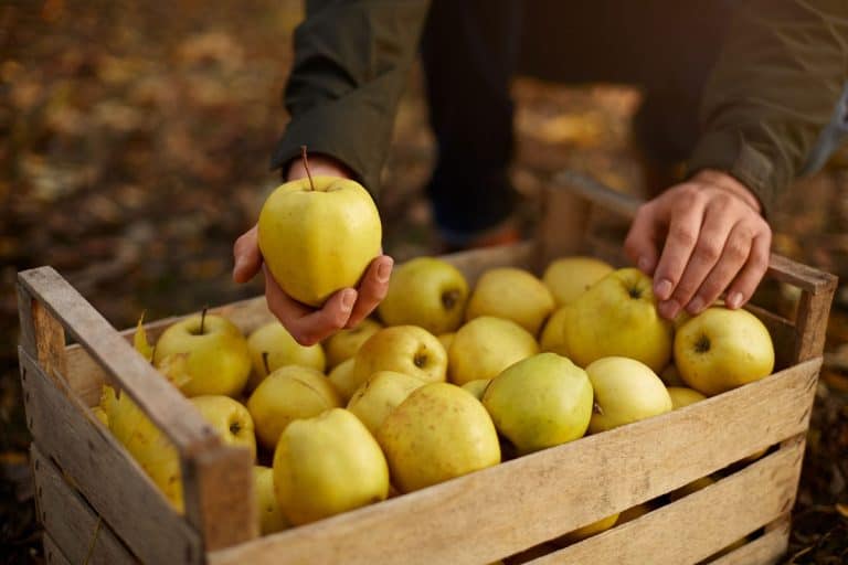 Man puts yellow ripe golden apple to a wooden box of yellow at the orchard farm, Are Yellow Delicious Apple Trees Self Pollinating?
