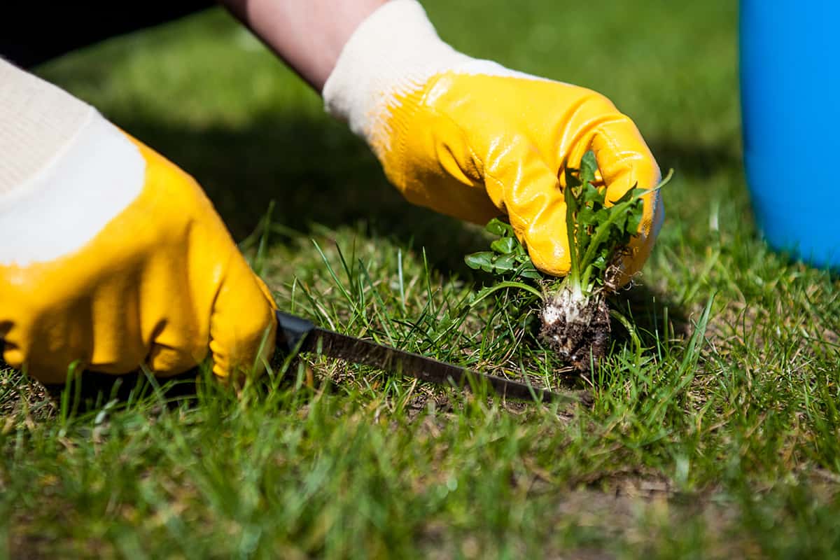 Man removes weeds from the lawn