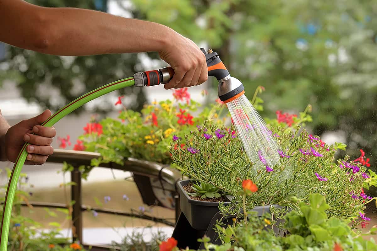 Man watering portulaca with garden hose
