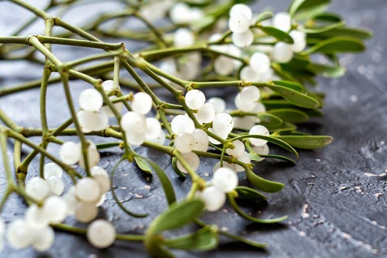 Mistletoe branch with green leaves and white berries, Should You Burn Mistletoe?