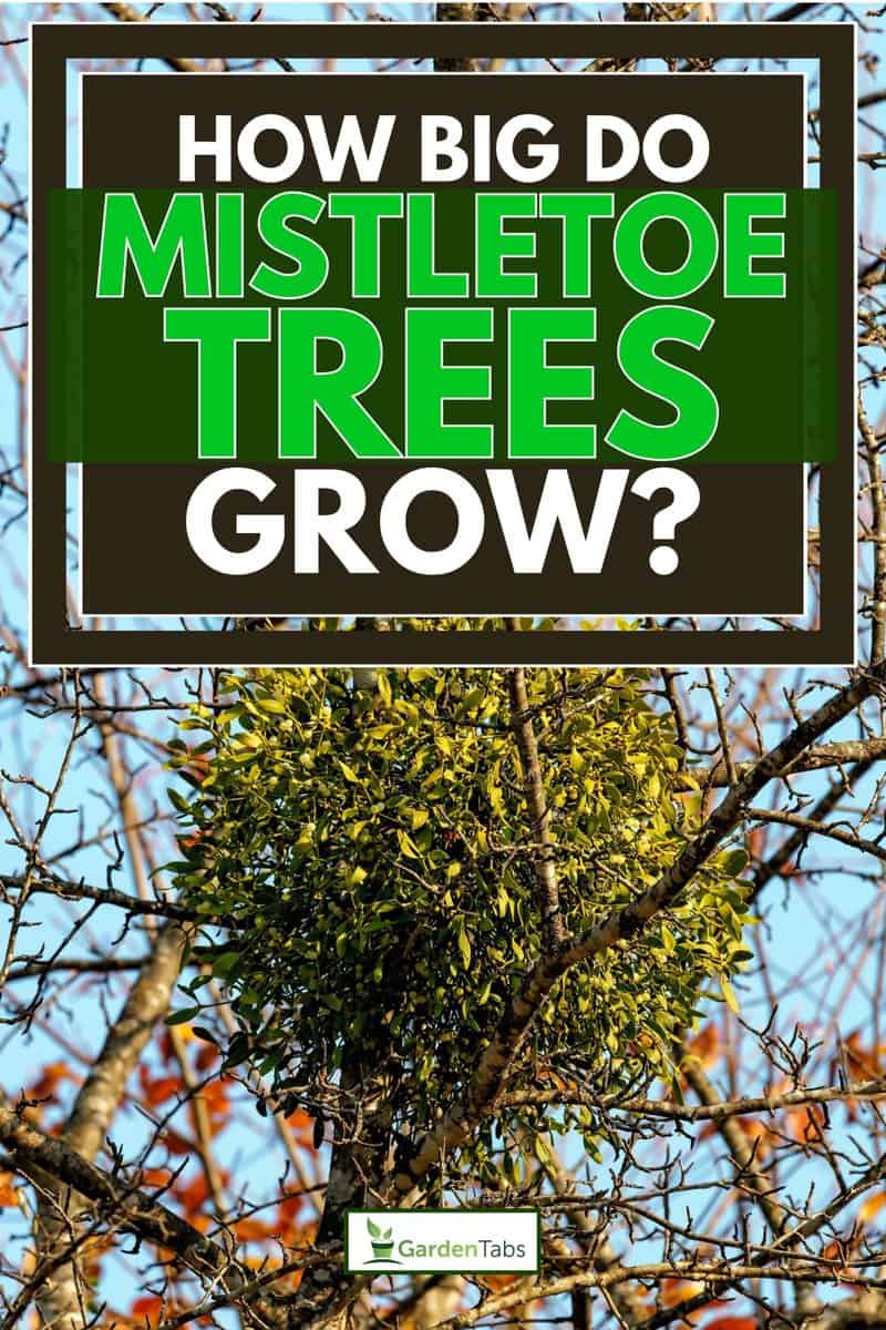 Mistletoe parasitizes on the tree, How Big Do Mistletoe Trees Grow?
