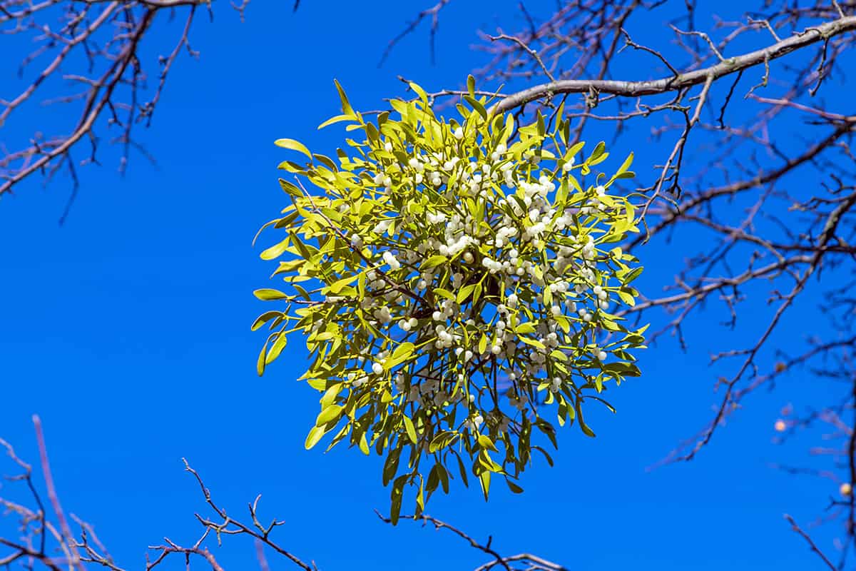 Mistletoe with white berries on apple tree in front of bright blue sky