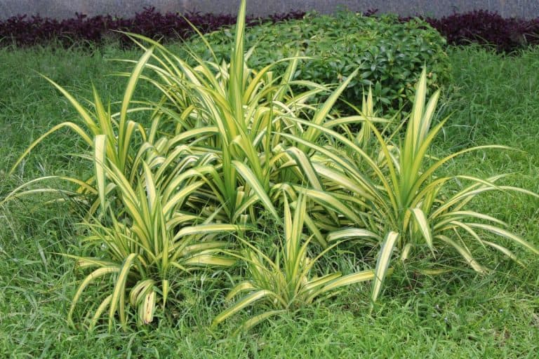 Monkey grass (Liriope spicata) in a garden image. - What Is The Best Tool To Cut Monkey Grass