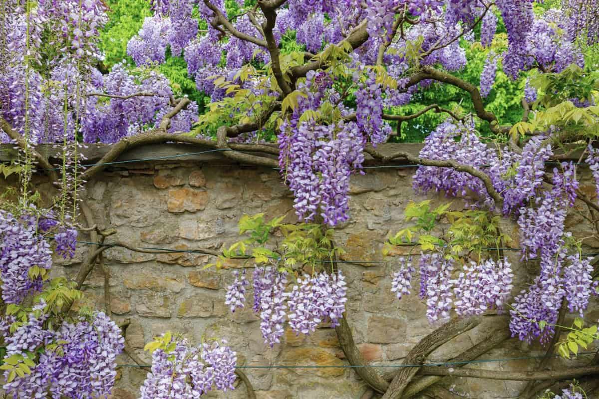 Natural chinese wisteria flowers on stone wall. Blue rain Wisteria blossom.