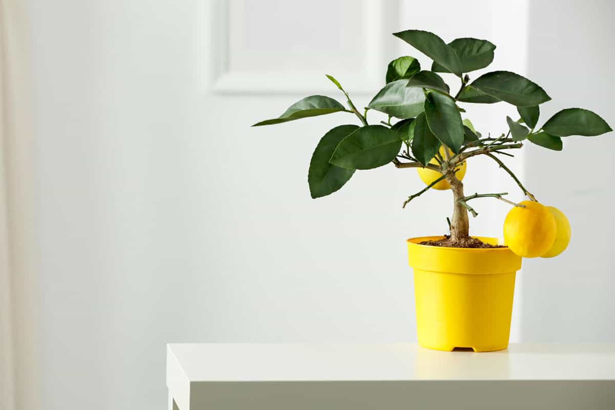 Nice delicate decorations on small white table. Lemon tree in yellow flowerpot in bright white colors with pic