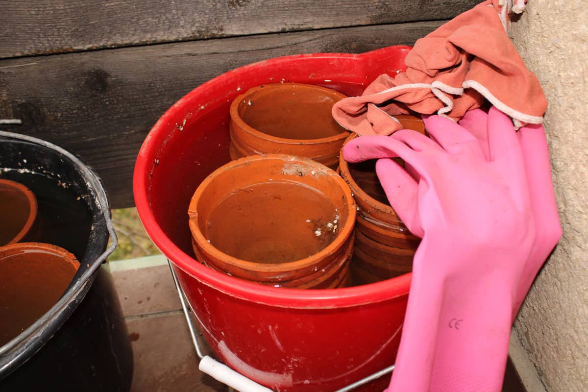 Old flower pots being soaked in a bucket with water, cleaning of old clay, ceramic, terracotta flower pots