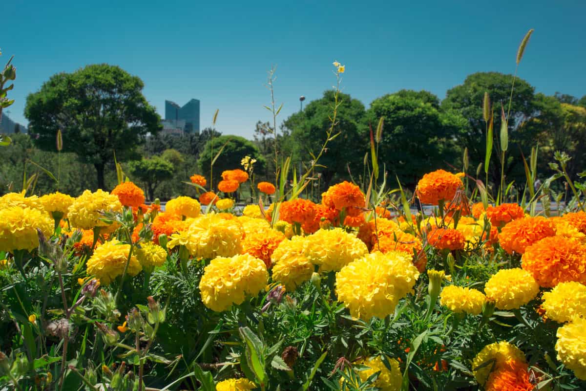 Orange and yellow Marigold flowers in Public Park