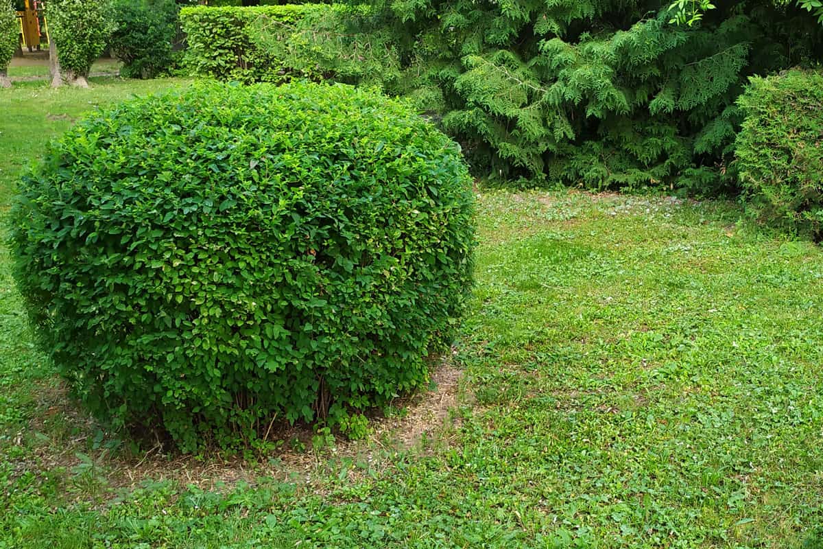 Ornamental shrubs. Green space in the shape of a ball. Flower beds in the city park